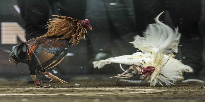 Đá gà tại VSBET - Giới thiệu khái quát thông tin