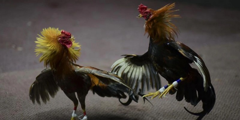 Đội ngũ hỗ trợ 24/7 thành viên chơi chọi kê