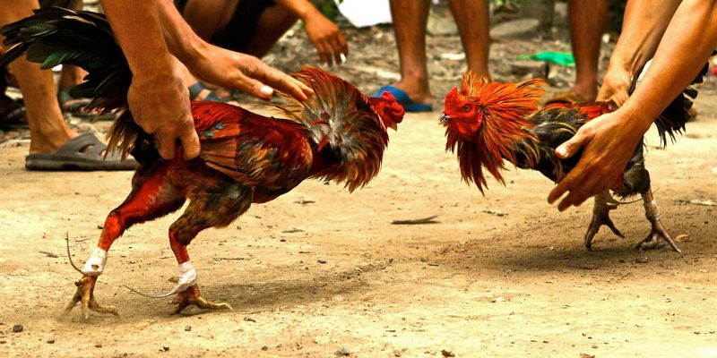 Đôi nét về đá gà trực tiếp